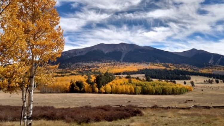 GFFP Awarded WFHF Grant – Forest Treatments Planned for Hart Prairie/San Francisco Peaks • Highway 180 Corridor